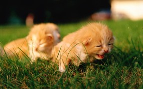 绿草上的可爱小猫咪宽屏壁纸 壁纸35 绿草上的可爱小猫咪宽 动物壁纸