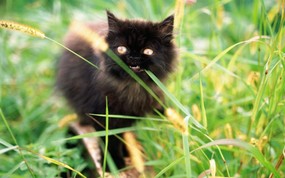 绿草上的可爱小猫咪宽屏壁纸 壁纸36 绿草上的可爱小猫咪宽 动物壁纸