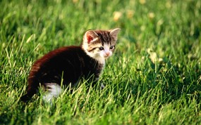 绿草上的可爱小猫咪宽屏壁纸 壁纸37 绿草上的可爱小猫咪宽 动物壁纸