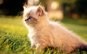绿草上的可爱小猫咪宽屏壁纸 壁纸38 绿草上的可爱小猫咪宽 动物壁纸