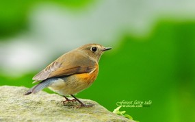  肥肥小鸟 蓝尾鸲 Orange flanked Bush Robin 图片壁纸 绿林仙子-春天可爱小鸟壁纸(第二辑) 动物壁纸