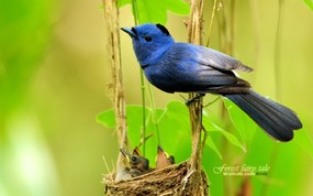  蓝色小鸟 黑枕蓝鹟小鸟图片壁纸 绿林仙子-春天可爱小鸟壁纸(第二辑) 动物壁纸