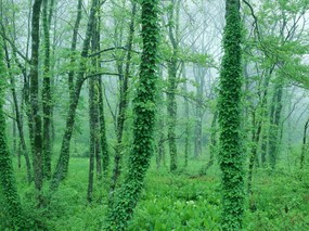 绿色系列-树木绿叶篇 动物壁纸