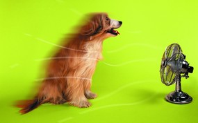  吹风扇 趣味可爱狗狗图片壁纸 猫咪狗狗的趣怪神态 动物壁纸