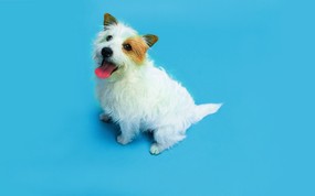  可爱表情 趣味可爱狗狗图片壁纸 猫咪狗狗的趣怪神态 动物壁纸
