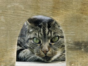 猫咪生活剪影 二 趣味猫咪图片壁纸 High resolution Cat Photography wallpaper 猫咪生活剪影(二)壁纸 Funny cat wallpapers 动物壁纸