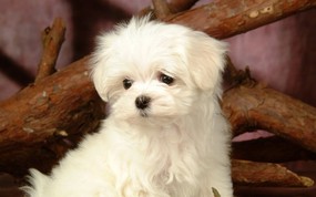  Lovely Little White Fluffy Puppy 1920 1200 毛茸茸小狗狗写真壁纸 动物壁纸