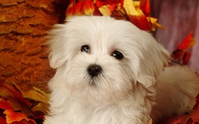  Lovely Little White Fluffy Puppy 1920 1200 毛茸茸小狗狗写真壁纸 动物壁纸
