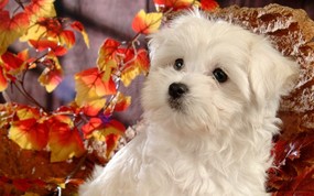  可爱白色小狗狗图片 1920 1200 毛茸茸小狗狗写真壁纸 动物壁纸