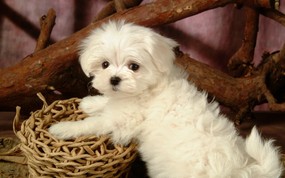  可爱白色小狗狗图片 1920 1200 毛茸茸小狗狗写真壁纸 动物壁纸