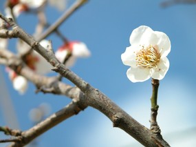 梅花壁纸 壁纸2 梅花壁纸 动物壁纸