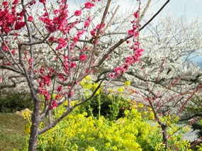 梅花壁纸 壁纸5 梅花壁纸 动物壁纸