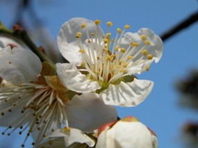 梅花壁纸 壁纸6 梅花壁纸 动物壁纸