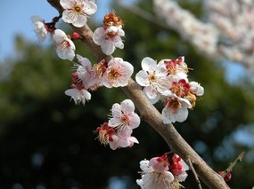 梅花壁纸 壁纸7 梅花壁纸 动物壁纸