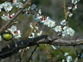 梅花壁纸 壁纸8 梅花壁纸 动物壁纸