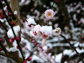 梅花壁纸 壁纸9 梅花壁纸 动物壁纸