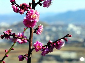 梅花壁纸 壁纸13 梅花壁纸 动物壁纸