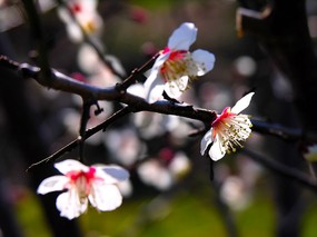 梅花壁纸 壁纸14 梅花壁纸 动物壁纸