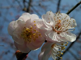 梅花壁纸 壁纸15 梅花壁纸 动物壁纸