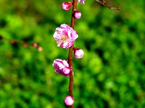 梅花壁纸 壁纸19 梅花壁纸 动物壁纸