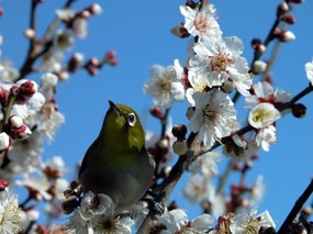 梅花壁纸 梅花壁纸 动物壁纸