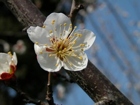 梅花壁纸 梅花壁纸 动物壁纸