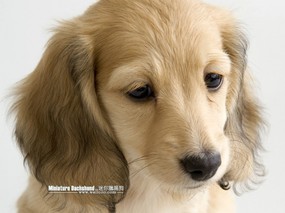 明星宠物狗狗图鉴  迷你腊肠犬图片壁纸 Pet Dog Miniature Dachshund Desktop 迷你腊肠犬壁纸 动物壁纸