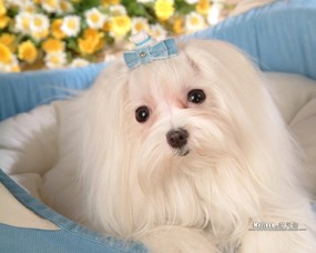 世界名犬 魔天仙 马尔济斯犬 Maltese 世界名犬魔天仙图片 White Maltese dog Desktop 魔天仙 Maltese壁纸 动物壁纸