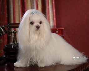 世界名犬 魔天仙 马尔济斯犬 Maltese 世界名犬魔天仙图片 White Maltese dog Desktop 魔天仙 Maltese壁纸 动物壁纸