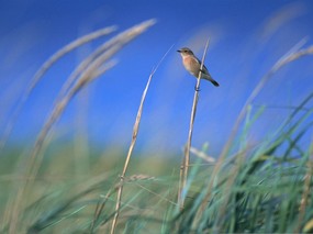 鸟类-小鸟摄影主题 动物壁纸