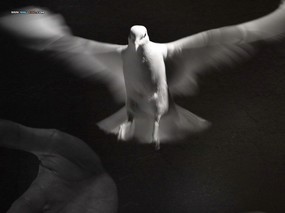  鸟类壁纸 Desktop wallpaper of Birds Photography 鸟类壁纸欣赏 动物壁纸