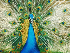  鸟类壁纸 Desktop wallpaper of Birds Photography 鸟类壁纸欣赏 动物壁纸