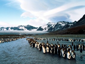 企鹅摄影壁纸 企鹅图片壁纸 penguin Desktop Photos 企鹅壁纸 动物壁纸
