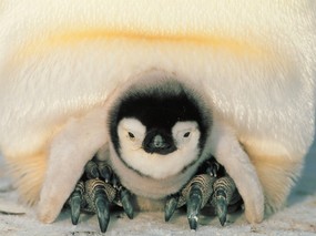 企鹅摄影壁纸 企鹅图片壁纸 penguin Desktop Photo 企鹅壁纸 动物壁纸