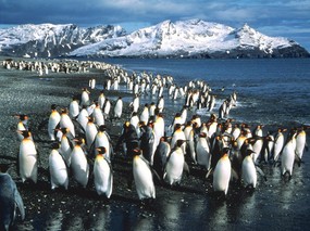 企鹅摄影壁纸 企鹅图片壁纸 penguin Desktop Photos 企鹅壁纸 动物壁纸