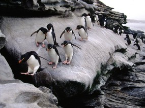 企鹅摄影壁纸 1600 1200 壁纸6 企鹅摄影壁纸  16 动物壁纸
