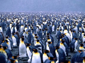 企鹅摄影壁纸 1600 1200 壁纸8 企鹅摄影壁纸  16 动物壁纸