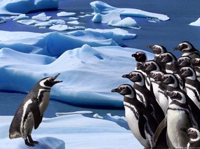 企鹅摄影壁纸 1600 1200 壁纸9 企鹅摄影壁纸  16 动物壁纸