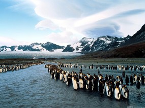 企鹅摄影壁纸 1600 1200 壁纸10 企鹅摄影壁纸  16 动物壁纸