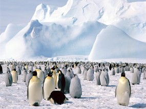 企鹅摄影壁纸 1600 1200 壁纸14 企鹅摄影壁纸  16 动物壁纸