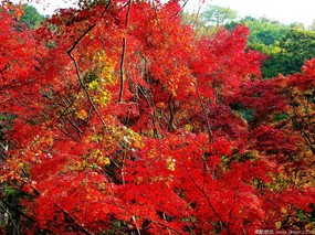 秋日红叶 壁纸5 秋日红叶 动物壁纸