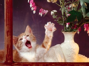 趣味猫咪剪影 一 趣味猫咪图片壁纸 High resolution Cat Photography wallpaper 趣味猫咪剪影(一)Funny cat wallpapers 动物壁纸