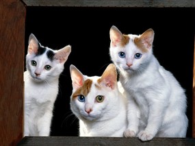 趣味猫咪剪影 一 趣味猫咪图片壁纸 High resolution Cat Photography wallpaper 趣味猫咪剪影(一)Funny cat wallpapers 动物壁纸