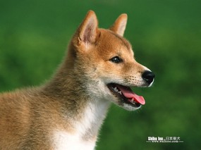 明星宠物狗 日本柴犬 Japanese Shiba Inu 日本柴犬图片壁纸 Japanese Shiba Inu Desktop 日本柴犬壁纸 动物壁纸
