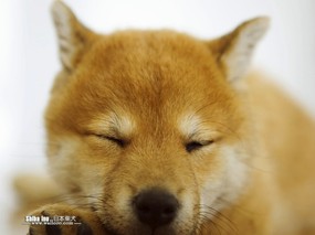 明星宠物狗 日本柴犬 Japanese Shiba Inu 日本柴犬图片壁纸 Japanese Shiba Inu Desktop 日本柴犬壁纸 动物壁纸