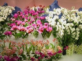 日本温室花卉 壁纸10 日本温室花卉 动物壁纸