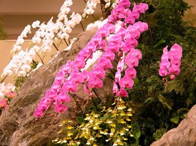 日本温室花卉 壁纸24 日本温室花卉 动物壁纸