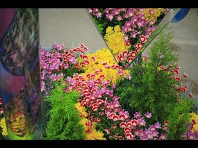 日本温室花卉 壁纸31 日本温室花卉 动物壁纸