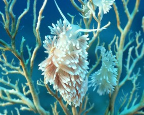 珊瑚海葵 2 19 珊瑚海葵 动物壁纸