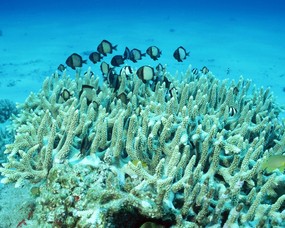 珊瑚海葵 2 18 珊瑚海葵 动物壁纸